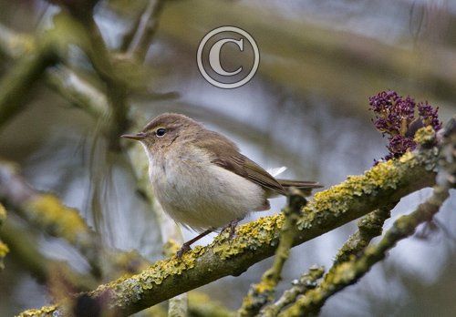 Chiffchaff DM0763